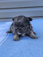 Calla, a female French Bulldog for sale in Jamesport, MO – Photo 4 of 4