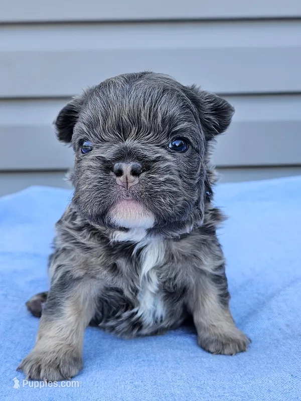 Calla – French Bulldog puppy for sale in Jamesport, MO