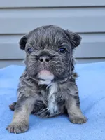 Calla, a female French Bulldog for sale in Jamesport, MO – Photo 1 of 4