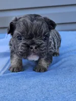 Calla, a female French Bulldog for sale in Jamesport, MO – Photo 3 of 4