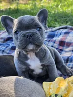 Patch, a male French Bulldog for sale in Jamesport, MO – 1 of 5