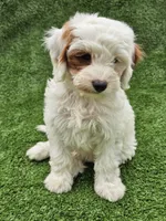 Ice, a male Cavapoo for sale in Jamesport, MO – 3 of 6