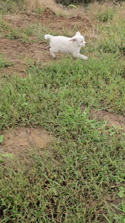 Nilla, a female Cavapoo for sale in Jamesport, MO – 5 of 5