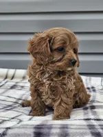 Eagan, a male Cavapoo for sale in Jamesport, MO – 4 of 4