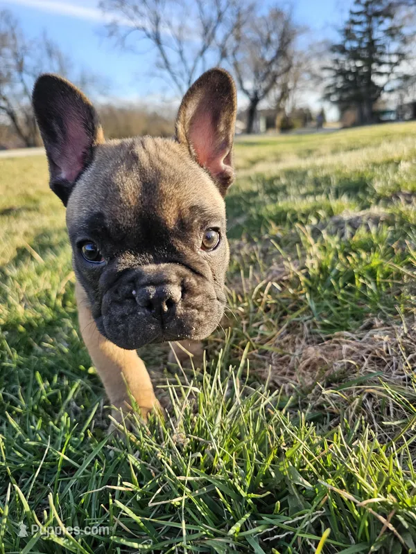 Biscuit  – French Bulldog puppy for sale in Jamesport, MO