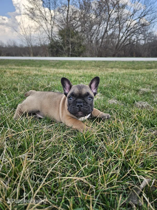 Biscuit  – French Bulldog puppy for sale in Jamesport, MO