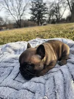 Biscuit , a male French Bulldog for sale in Jamesport, MO – Photo 4 of 4
