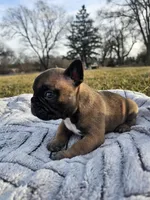 Biscuit , a male French Bulldog for sale in Jamesport, MO – Photo 2 of 4
