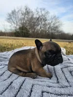 Biscuit , a male French Bulldog for sale in Jamesport, MO – Photo 3 of 4