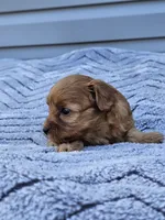 Kiwi, a female Cavapoo for sale in Jamesport, MO – 3 of 3