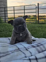 Gator, a male French Bulldog for sale in Jamesport, MO – 4 of 4