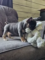 Marina, a female French Bulldog for sale in Jamesport, MO – 7 of 8