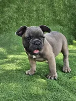 Gator, a male French Bulldog for sale in Jamesport, MO – 2 of 5