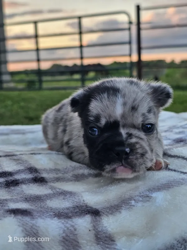 Harbor – French Bulldog puppy for sale in Jamesport, MO