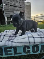Gus, a male French Bulldog for sale in Jamesport, MO – 4 of 4