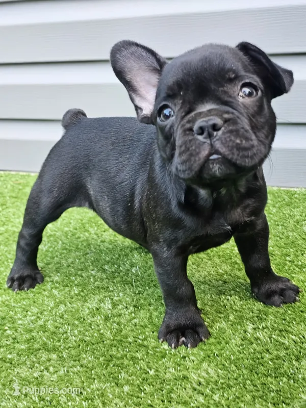 Gus – French Bulldog puppy for sale in Jamesport, MO