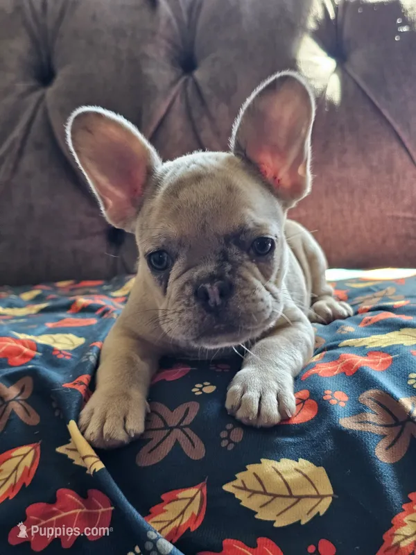 Marigold – French Bulldog puppy for sale in Jamesport, MO