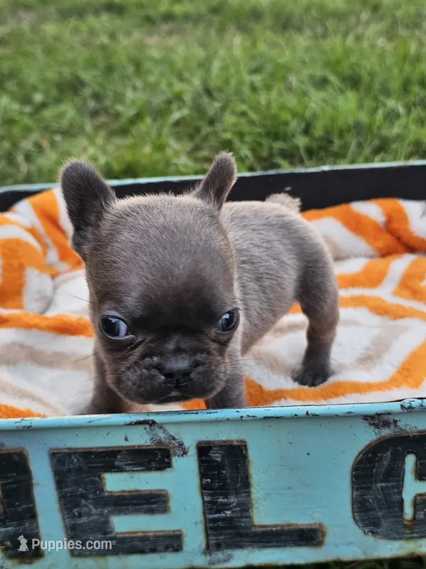 Maui  – French Bulldog puppy for sale in Jamesport, MO