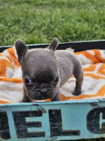 Maui , a male French Bulldog for sale in Jamesport, MO – 1 of 5