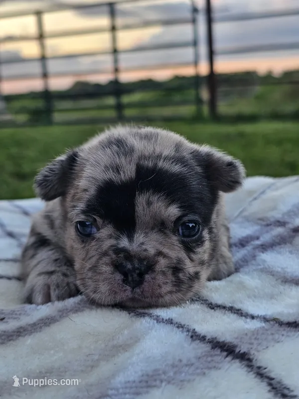 Haven – French Bulldog puppy for sale in Jamesport, MO