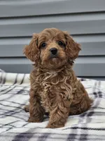 Eagan, a male Cavapoo for sale in Jamesport, MO – 3 of 4