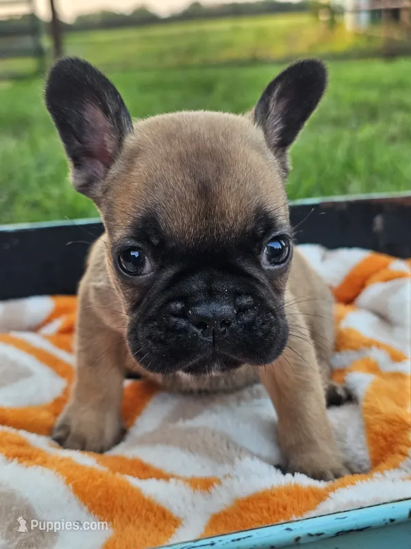 Marlin – French Bulldog puppy for sale in Jamesport, MO