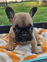 Marlin, a male French Bulldog for sale in Jamesport, MO – 1 of 4