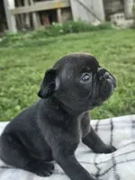 Guava, a female French Bulldog for sale in Jamesport, MO – 2 of 3
