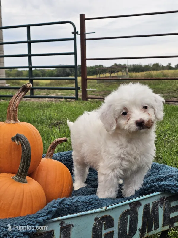 Nilla – Cavapoo puppy for sale in Jamesport, MO