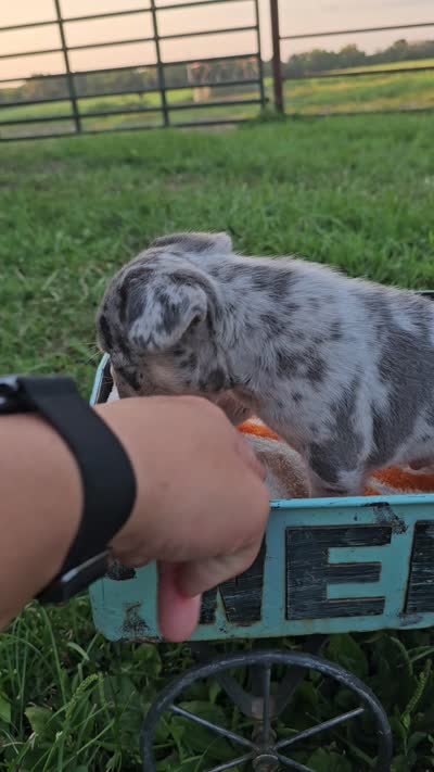 Malibu, a male French Bulldog for sale in Jamesport, MO – 5 of 5