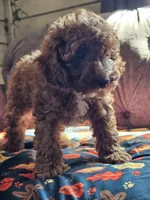 Lake, a male Cavapoo for sale in Jamesport, MO – 4 of 6