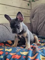 Marina, a female French Bulldog for sale in Jamesport, MO – 2 of 8