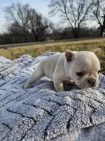 Bubbles , a female French Bulldog for sale in Jamesport, MO – Photo 4 of 4