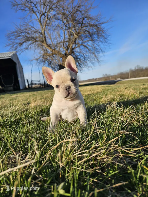 Bubbles  – French Bulldog puppy for sale in Jamesport, MO
