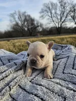 Bubbles , a female French Bulldog for sale in Jamesport, MO – Photo 1 of 4