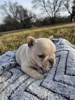 Bubbles , a female French Bulldog for sale in Jamesport, MO – Photo 3 of 4