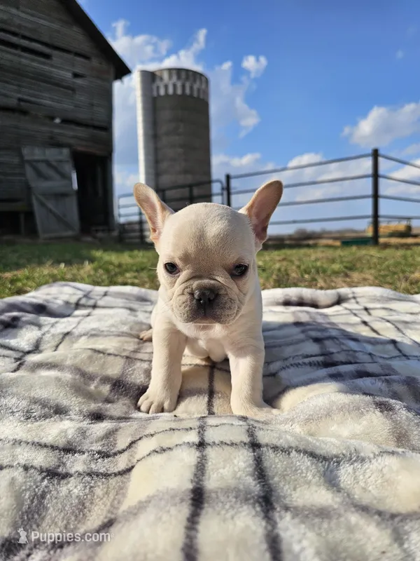 Bubbles  – French Bulldog puppy for sale in Jamesport, MO