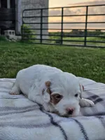 Ice, a male Cavapoo for sale in Jamesport, MO – 3 of 3