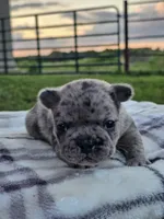 Hibiscus , a female French Bulldog for sale in Jamesport, MO – 1 of 3