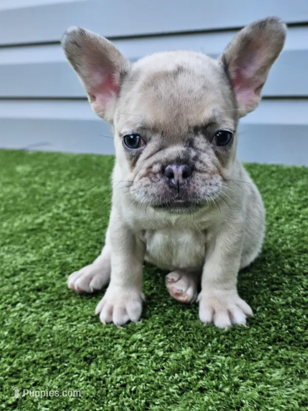 Marigold – French Bulldog puppy for sale in Jamesport, MO