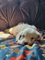 Nautical , a male Cavapoo for sale in Jamesport, MO – 2 of 6