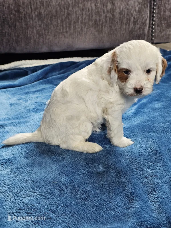 Ice – Cavapoo puppy for sale in Jamesport, MO