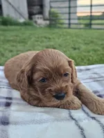Iris, a female Cavapoo for sale in Jamesport, MO – 2 of 3