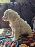 Nautical , a male Cavapoo for sale in Jamesport, MO – 5 of 6