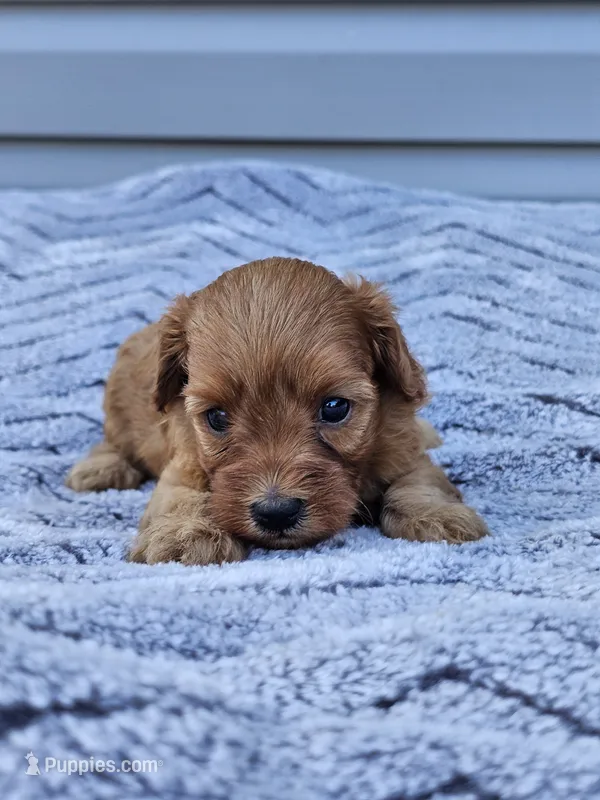 Kiwi – Cavapoo puppy for sale in Jamesport, MO