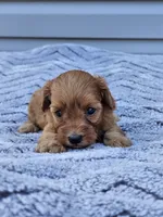 Kiwi, a female Cavapoo for sale in Jamesport, MO – 1 of 3