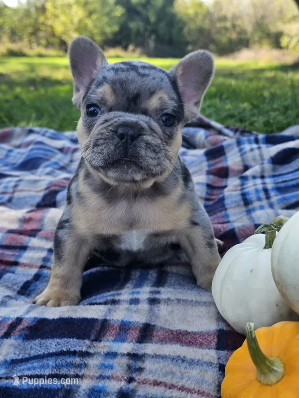 Quarter  – French Bulldog puppy for sale in Jamesport, MO