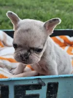 Marigold, a female French Bulldog for sale in Jamesport, MO – 1 of 5
