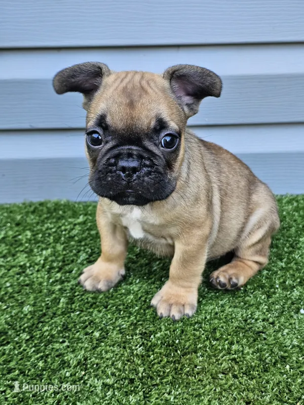 Marlin – French Bulldog puppy for sale in Jamesport, MO