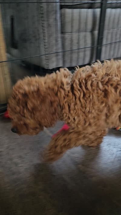 Indigo, a male Cavapoo for sale in Jamesport, MO – 5 of 5